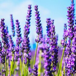 A large lavender cultivation project is being implemented in the Nurata district of the Navoi region